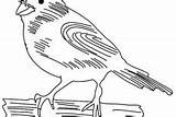 Coloring Pages Canary Bird Flying sketch template