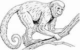 Monkeys Colouring Howler Macaco Colorir Guenon Faced Designlooter Coloringfolder sketch template
