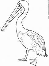 Pelican Coloring Pages Bird Drawings Kids Birds Drawing Color Print Template Search Google Printable Colouring Coloriage Colorier Gif Animal Choose sketch template