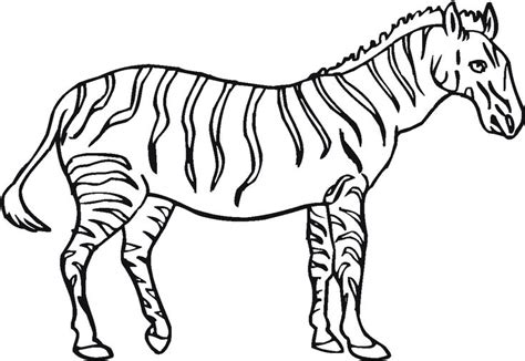 zebra coloring pages  kindergarten educative printable zebra