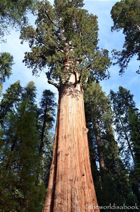 walking   land   giant sequoias  world   book