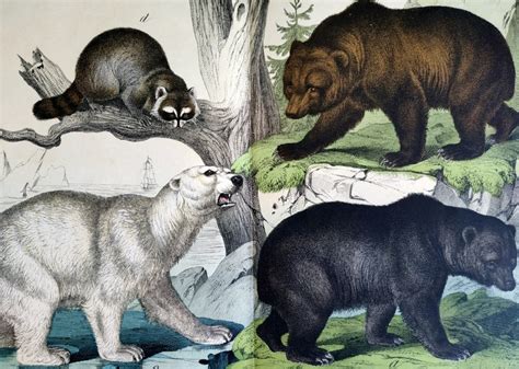 antique bears color lithograph  colossal engraving etsy