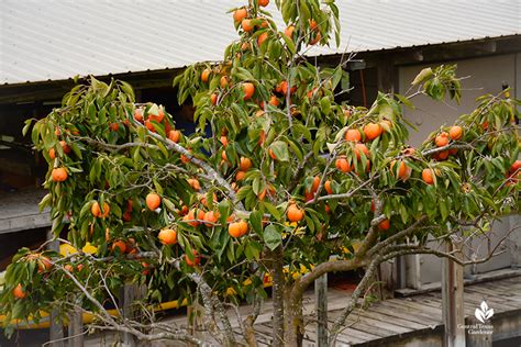 homegrown citrus  ctg viewer gardens central texas gardener