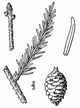 Drawing Spruce Picea Cliparts Tree Clipart Mariana Collaboration Marysrosaries Index Library Paintingvalley Collection sketch template