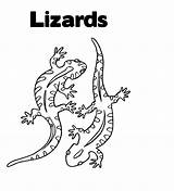 Coloring Lizard Pages Kids Printable sketch template