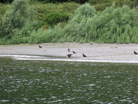 Gold Beach Or Bald Eagle On Rogue River At Gold Beach Or Photo