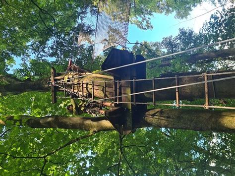 go ape buxton all you need to know before you go