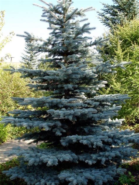 colorado spruce info   grow  colorado blue spruce tree