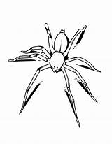 Spider Coloring Drawing Widow Awesome Getdrawings Color Netart sketch template