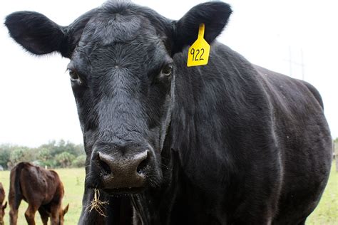 stop shop adds  black angus beef  taste  inspirations