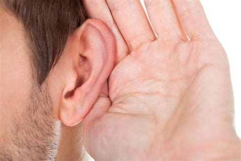 scientists regenerate  ears hair cells  treat hearing loss  mice  boston globe
