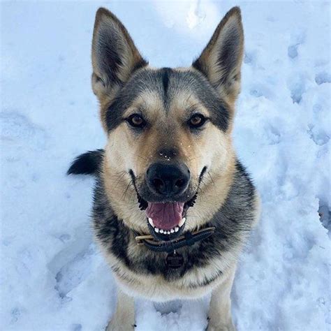 german shepherd husky mix german shepherd husky husky