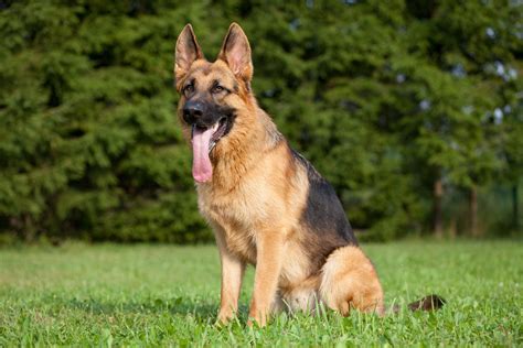 surviving  bullet  police dog changed  law readers digest