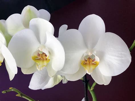 orchidee orchid lena schramm flickr
