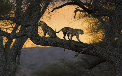 achtergronden landschap natuur tak dieren  het wild wildernis jaguars boom herfst