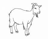 Farm Bestcoloringpagesforkids Goats sketch template
