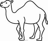 Cammello Colorare Disegno Ganado Camels Automatically Pngkey sketch template