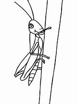Heuschrecke Sprinkhaan Heuschrecken Kleurplaat Grasshopper Sprinkhanen Malvorlage Ausmalbild sketch template