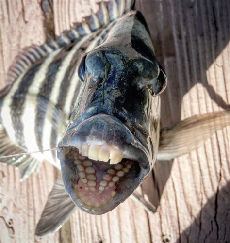 fish  teeth  facts  didnt   pets  love