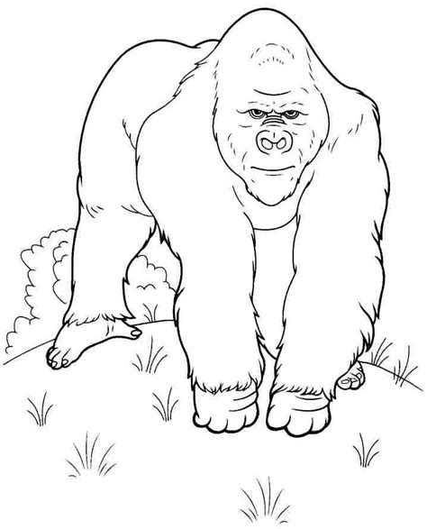 gorilla  animals  printable coloring pages