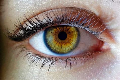 identifican  nuevos genes  intervienen en el color de los ojos bmn