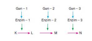 gen enzim iliskisi bilgicikcom