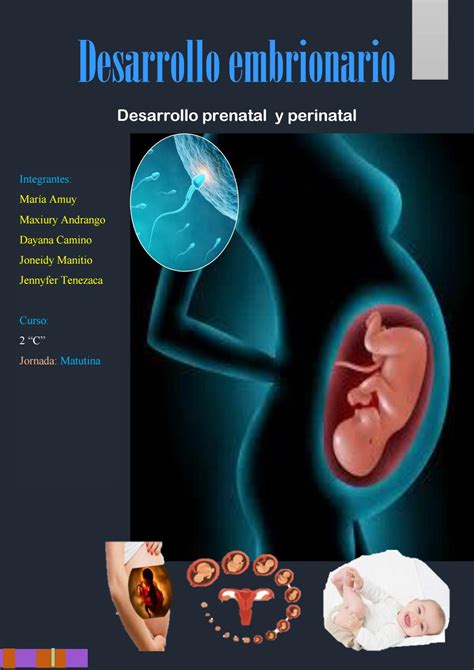 desarrollo prenatal  perinatal  dayaca issuu