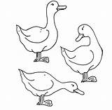 Wood Duck Coloring Getdrawings Ducks sketch template