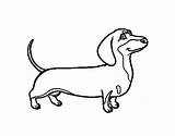 Dachshund Dog Coloring Drawing Pages Colorear Police Bed Clipartmag Cartoon Anatomy Coloringcrew Printable Dogs Book Line Sheets sketch template