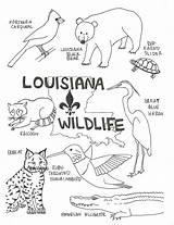 Coloring Pages Wildlife Louisiana Swamp State Color Kids Bird Printable Cajun Animals Flag Preschool Lesson Print Plans Small Map Florida sketch template