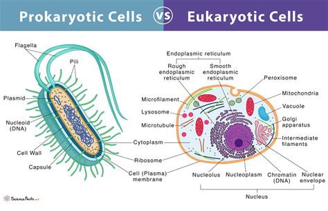 prokaryotes  eukaryotes definition  characteristics