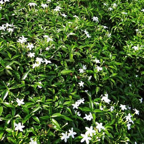 Asiatic Jasmine Plant Species The Good Earth Garden Center