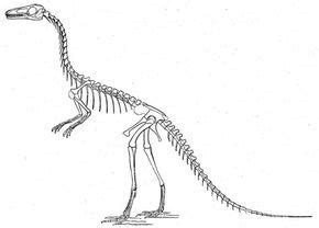printable source http www kids dinosaurs  dinosaur skeleton html