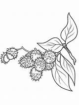 Rambutan Pohon Sketsa Fruits Sindunesia sketch template