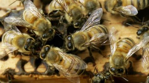 Massive Bee Swarm In Arizona Attacks Four People Killing One Fox News