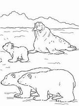 Coloring Bear Polar sketch template