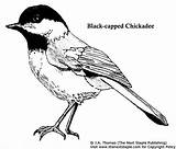 Chickadee Coloring Pages Capped Bird Drawing Colouring Bluebird Book Coloringbay Kids Travels Blue Worlds Crafts Jay Books Getdrawings Choose Board sketch template
