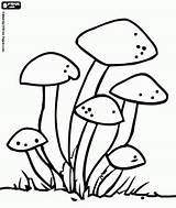 Hongos Fungi Colorear Bacterias Hongo Mushroom Colorearimagenes sketch template