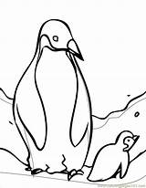 Coloring Penguin Tacky Pages Popular sketch template