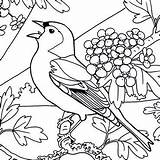 Kleurplaten Vogelbescherming sketch template