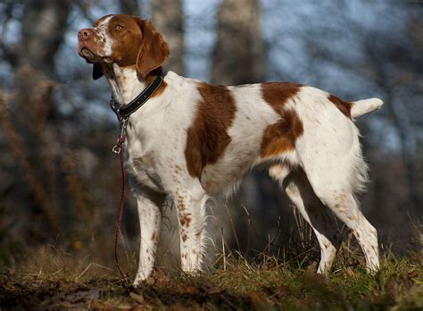 brittany spaniel equally  home  hearth  field  pets