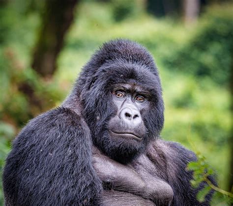 silverback gorilla weight silverback weight pamoja safaris