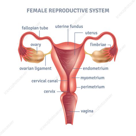 Female Reproductive System Illustration Stock Image