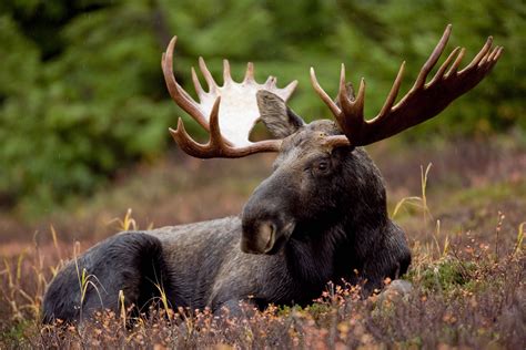 filea bull moose animal mammaljpg