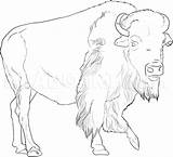 Buffalo African Colorat Desene Animale Bison Bizon Planse Cu Salbatice Dragoart Trafic Bizoni Mamifere Skull Bursuc Origem Domestice Educative Mancare sketch template