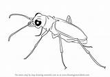 Drawing Beetle Draw Tiger Beetles Drawingtutorials101 Drawings Learn Paintingvalley Step sketch template