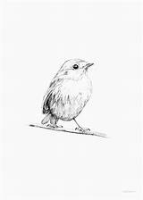 Robin Roodborstje Inkylines Vogels Birds Zwart Tekenen Drawings Prints Dieren Natuurvol Vogel Vogeltje Outline Wonen Sketches Aves Bensinan sketch template