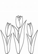 Coloring Pages Garden Flower Tulip sketch template