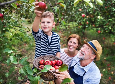ways heat  affect apple picking season  fall warn farmers eat