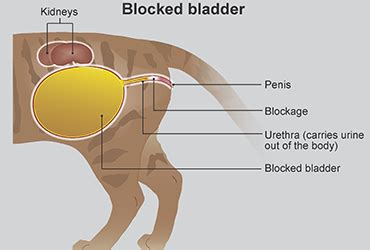 blocked bladder  cats pdsa